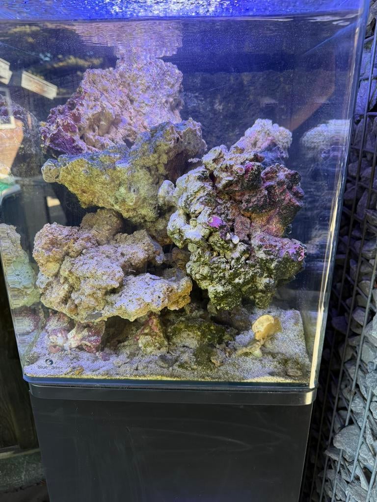 Zeeaquarium bomvol levend steen, Dieren en Toebehoren, Vissen | Aquaria en Toebehoren, Ophalen of Verzenden, Zo goed als nieuw