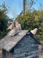 Kleurpostduiven in verschillende kleuren, Meerdere dieren