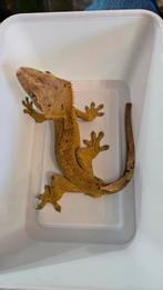 Kweek groep wimper gekkos, Hagedis, Tam, 0 tot 2 jaar