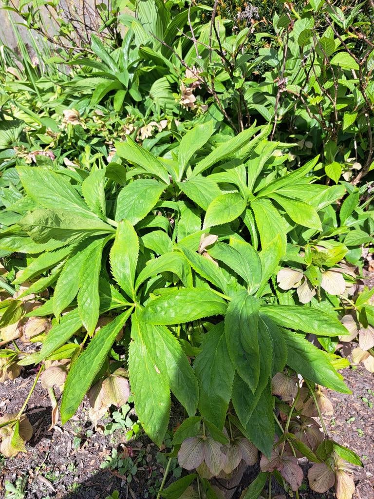 Helleborus, Ophalen, Eenjarig, Overige soorten, Volle zon