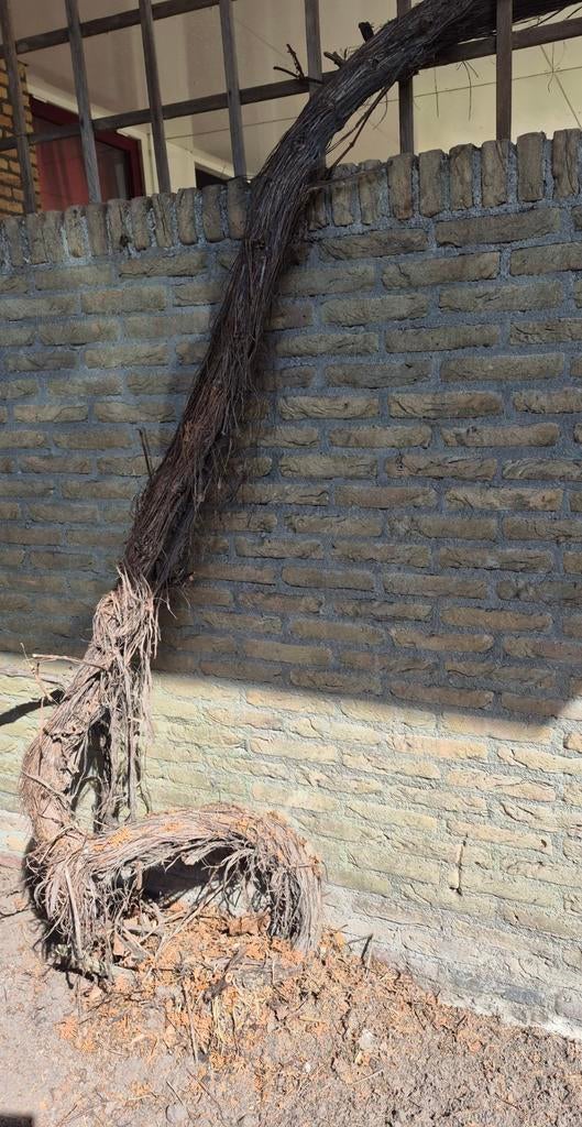 Druivenstruik rode zoete druiven, ongeveer 12 meter lang, Tuin en Terras, Planten | Bomen, Ophalen, Volle zon