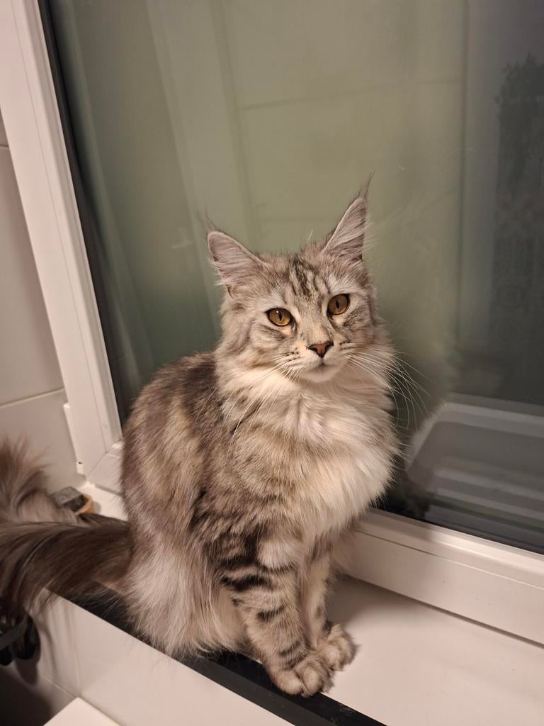 Maine coon poes, Dieren en Toebehoren, Poes, Ontwormd