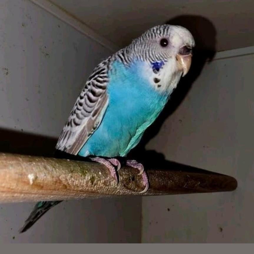 Dunfallow split Blackface split blackwing vrouw, Dieren en Toebehoren, Vrouwelijk, Parkiet, Geringd