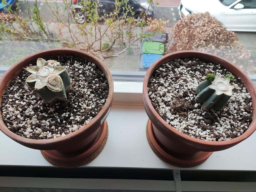 Peruvian torch / Echinopsis peruviana cactussen, Huis en Inrichting, Kamerplanten, Ophalen, Minder dan 100 cm, In pot, Cactus