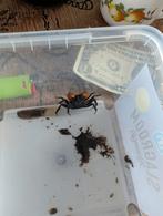 Vampier krab, Dieren en Toebehoren, Vissen | Aquariumvissen, Vis