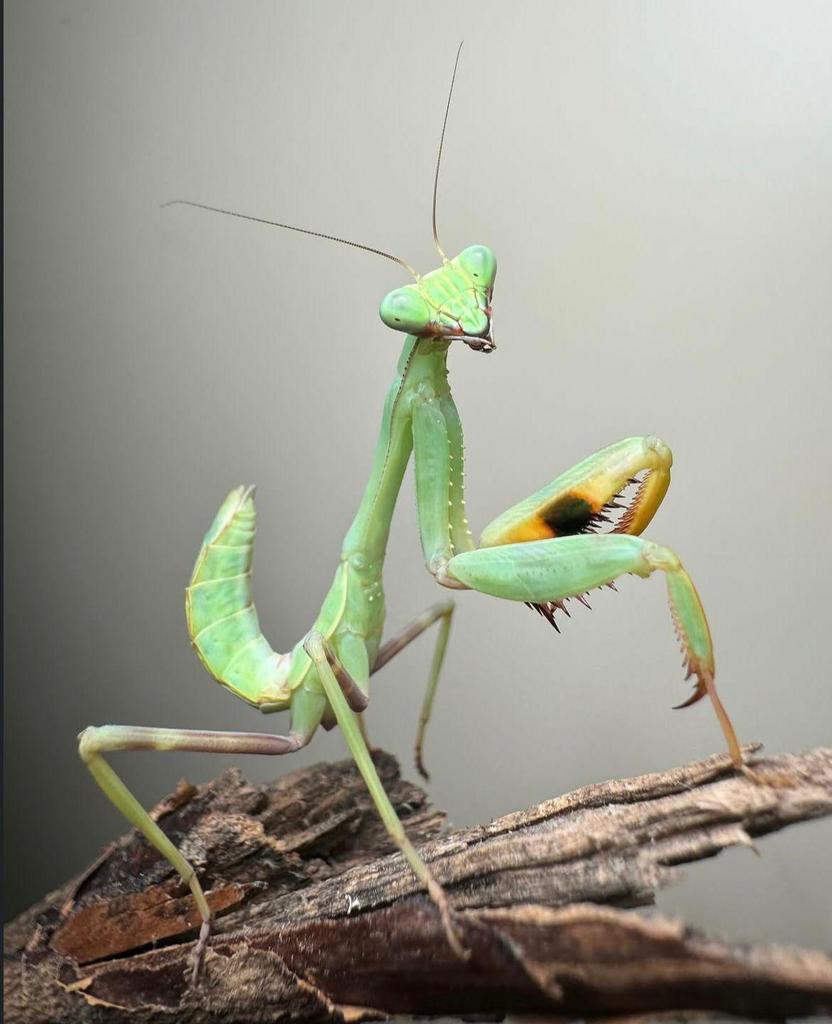 Bidsprinkhanen, Dieren en Toebehoren, Insecten en Spinnen, Bijen
