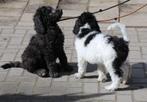 doodle pups beschikbaar, Dieren en Toebehoren, Poedel, Parvo, 8 tot 15 weken, Meerdere