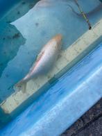 Grote goudvis ongeveer 25 cm, Goudvis(sen)