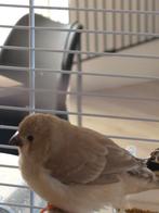 Twee jonge zebravinken, Dieren en Toebehoren, Vogels | Overige Vogels, Meerdere dieren