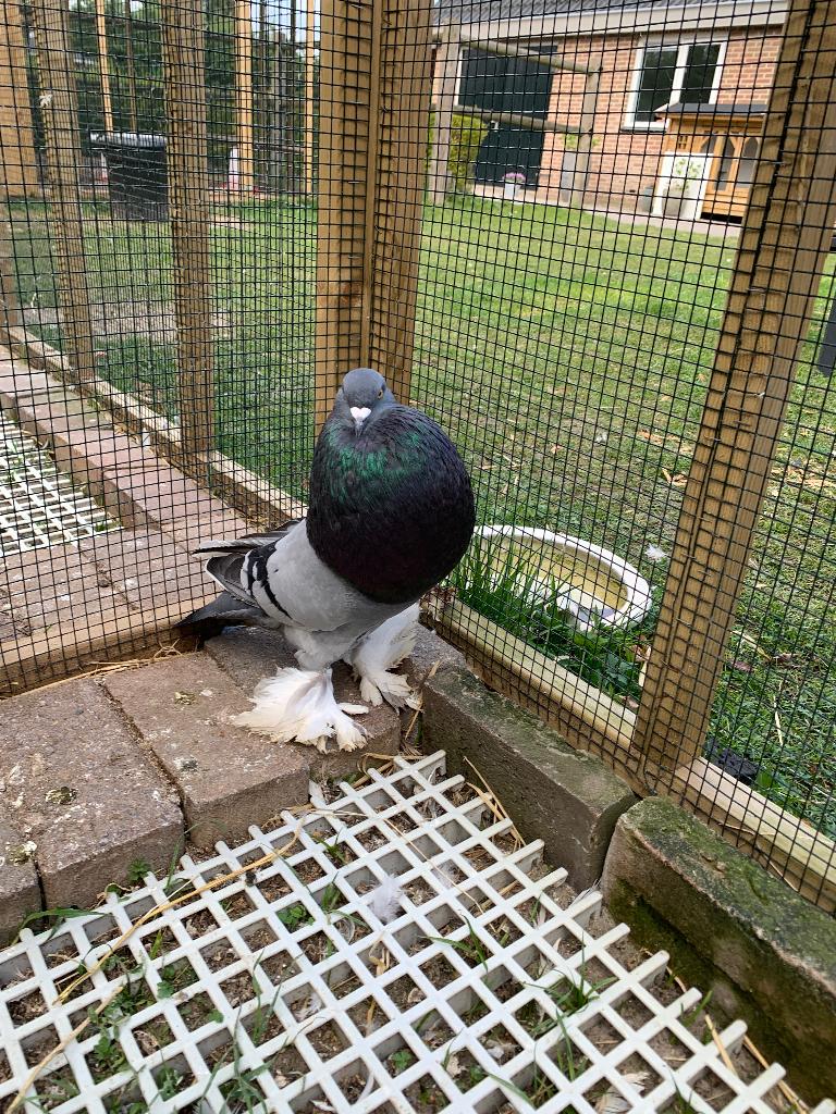 Gentse kropper doffer, Mannelijk, Kropper