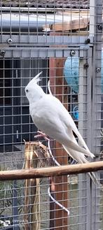 Gezocht valkparkiet man, Dieren en Toebehoren, Mannelijk, Parkiet