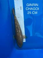 Te koop: Prachtige Ginrin Chagoi koikarper Import, Karper of Koi