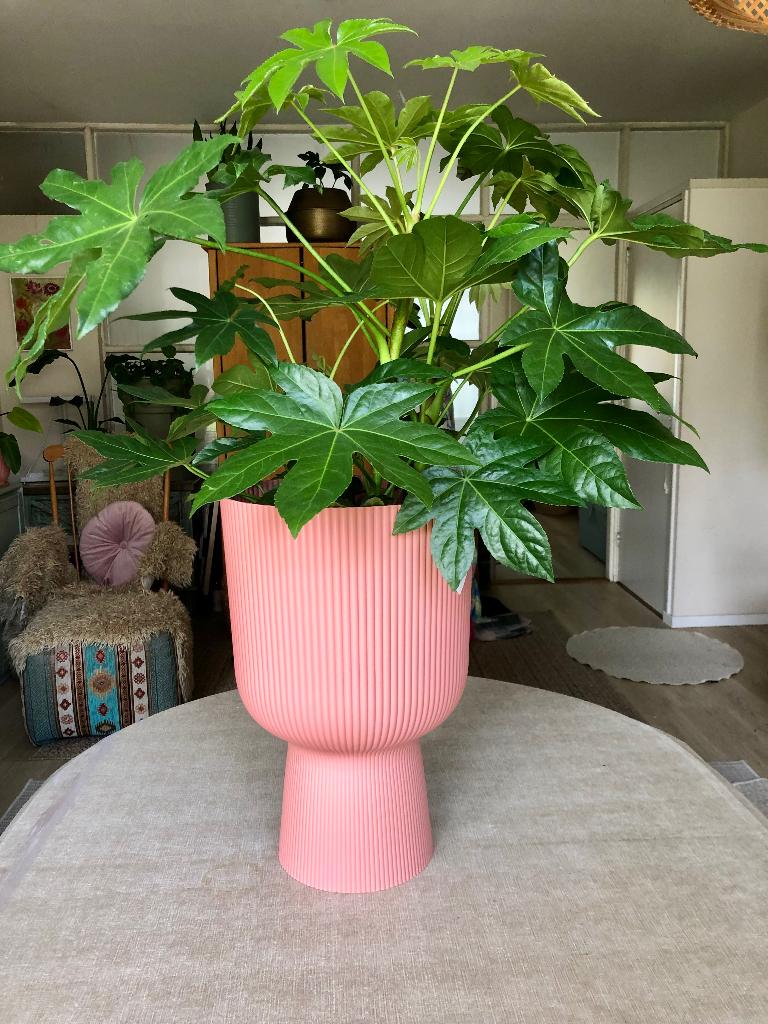 Prachtige Fatsia in grote Elho Coupe bloempot, Ophalen of Verzenden, In pot, Halfschaduw, Minder dan 100 cm