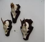 3 kleine ree geweien , samen voor 20 euro, Ophalen of Verzenden, Zo goed als nieuw, Wild dier, Gewei of Kop