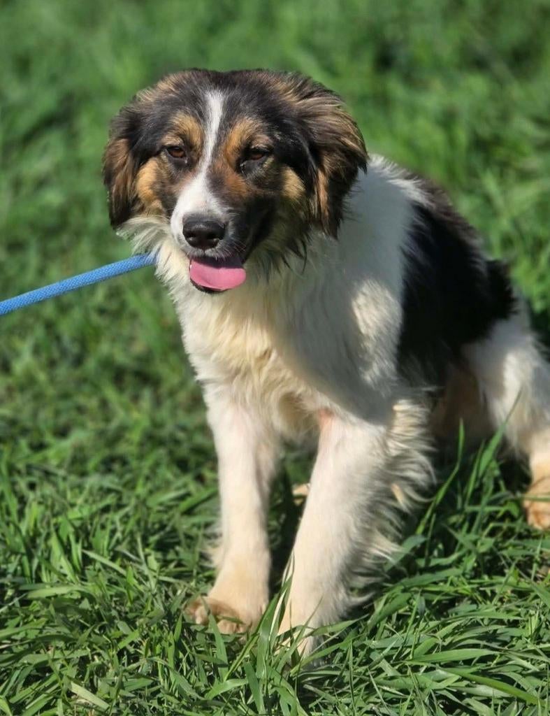 Nila zoekt baasje, Dieren en Toebehoren, Particulier, 1 tot 2 jaar, Buitenland, Teef