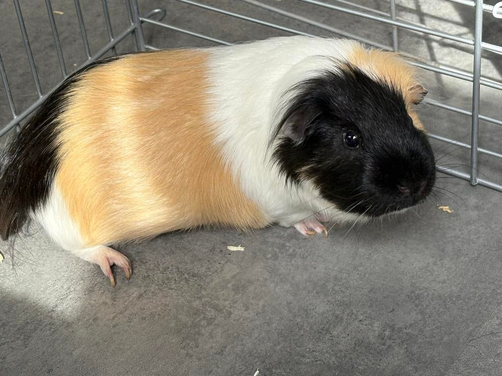 Cavia man, Dieren en Toebehoren, Knaagdieren, Juni, Mannelijk, Cavia