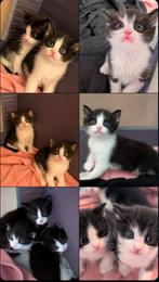 Schattig kitten nestje zoekt liefdevol thuis