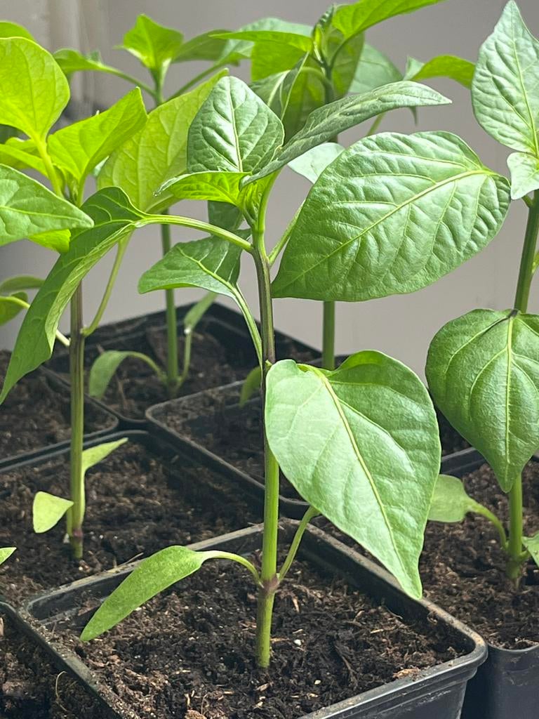 Paprika plantjes, Ophalen, Eenjarig, Groenteplanten, Volle zon