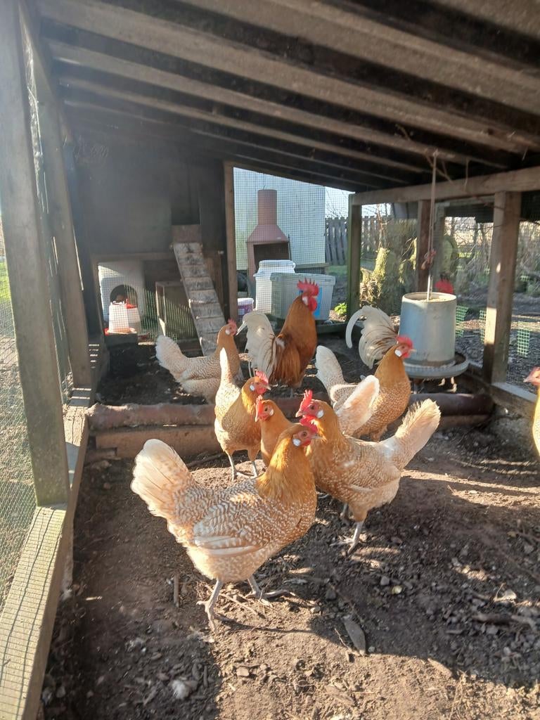 Broedeieren Friese hoen geelwitpel raszuiver, Dieren en Toebehoren, Pluimvee, Geslacht onbekend, Kip