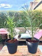 2 keer Phoenixpalm in zwarte pot, 25 euro per stuk, Ophalen of Verzenden, In pot, Halfschaduw, Minder dan 100 cm