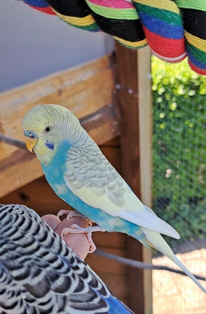 Handtamme, mooie bonte grasparkiet man van 15 april 2025, Mannelijk, Parkiet