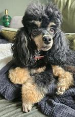 Dwerg/Toypoedel  met FCI Stamboom, Poedel, Parvo, Reu, 8 tot 15 weken