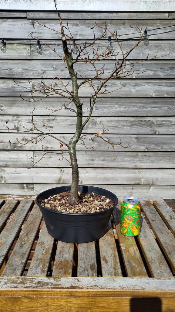Beuk (Fagus sylvatica) - 6 jaar opgekweekt, nu in pot, Ophalen of Verzenden, Volle zon