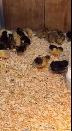 Kuikens Harlekijnkwartel & Chinese Dwergkwartel, Dieren en Toebehoren, Pluimvee, Meerdere dieren, Overige soorten