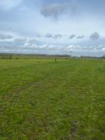 Weidegang aangeboden., Weidegang