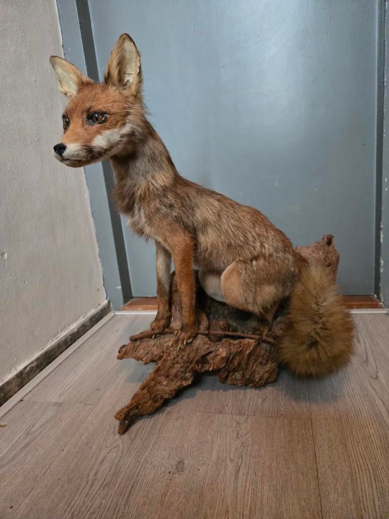 Opgezette Vos - Taxidermie, Verzamelen, Ophalen