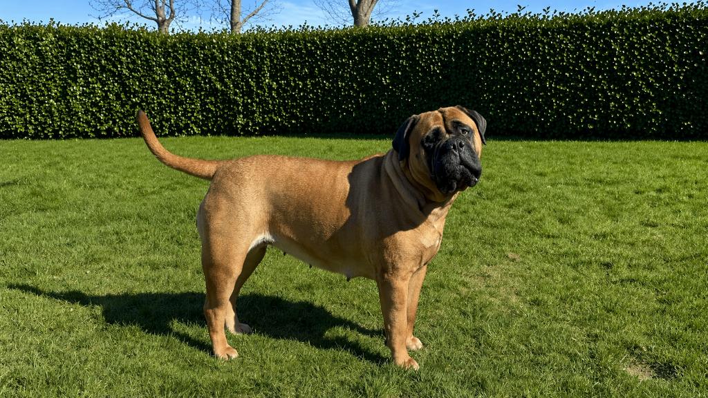 Bullmastiff puppyplanning met stamboom 2026/27 Bull mastiff, 8 tot 15 weken, Geslacht onbekend, Parvo, Bulldog