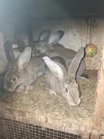 Vlaamse reus , vlaam , reus . Konijn, Mannelijk, Groot, 0 tot 2 jaar