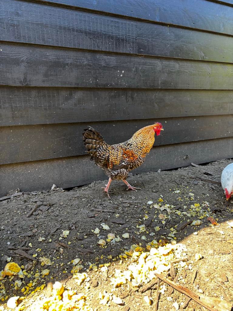 1 haan gratis., Dieren en Toebehoren, Pluimvee, Kip