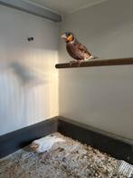 Geelband mannen INO en Wildkleur split INO 2025 ongeringd, Dieren en Toebehoren, Vogels | Overige Vogels, Mannelijk