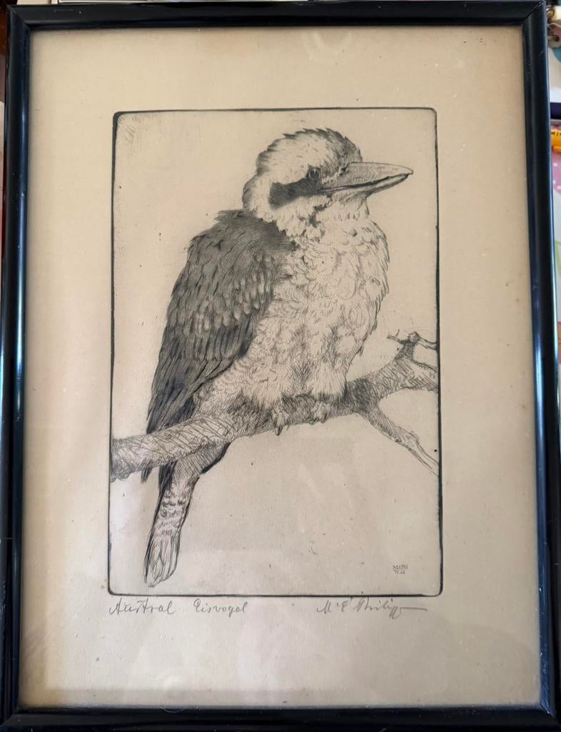 Kookaburra ets, 22 cm, Ets, Ophalen of Verzenden, Ingelijst