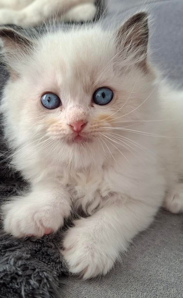 Ragdoll kittens met stamboom, Kater, Met stamboom, 0 tot 2 jaar