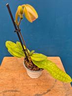 Orchidee Paphiopedilum p9 (25), Ophalen of Verzenden, Halfschaduw, Minder dan 100 cm