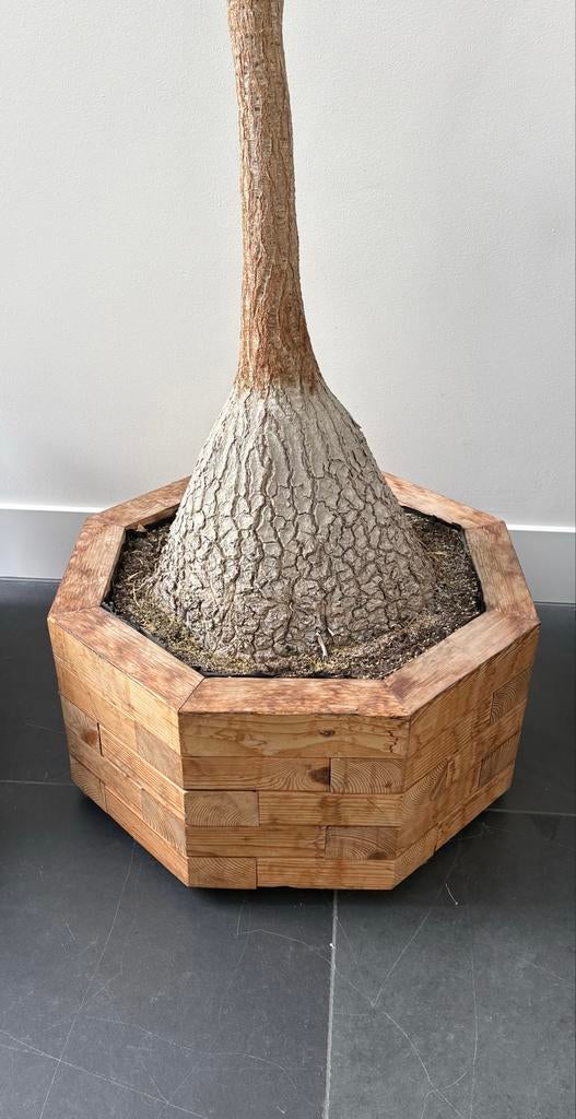Grote olifantspoot plant in houten pot 2,90 hoog, Huis en Inrichting, Kamerplanten, Ophalen, 200 cm of meer, Overige soorten, Halfschaduw
