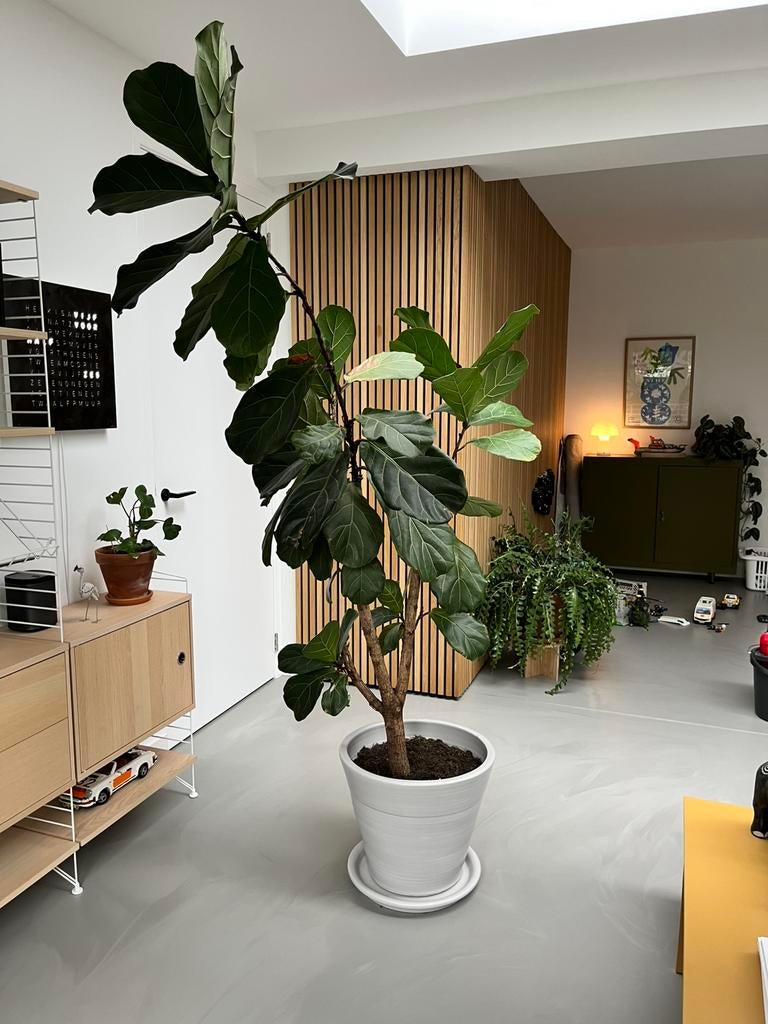 Ficus Lyrata - vioolplant 230 cm groot, Ophalen, Ficus, 200 cm of meer, Halfschaduw