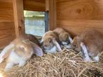 Franse Hangoor Konijntjes - Superlief en Kindvriendelijk, Mannelijk, Groot, Hangoor, 0 tot 2 jaar