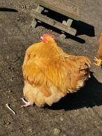 Grote Orpington Haan, Dieren en Toebehoren, Pluimvee, Mannelijk, Kip