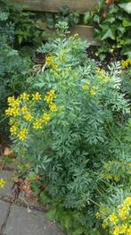 Ruta graveolens - Wijnruit zaden, Ophalen of Verzenden, Voorjaar, Halfschaduw, Zaad