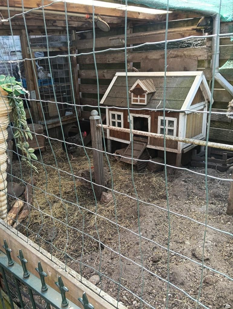 Gezocht 1 of 2 kippen voor bij mij eenzame kip in Mijdrecht, Vrouwelijk, Kip