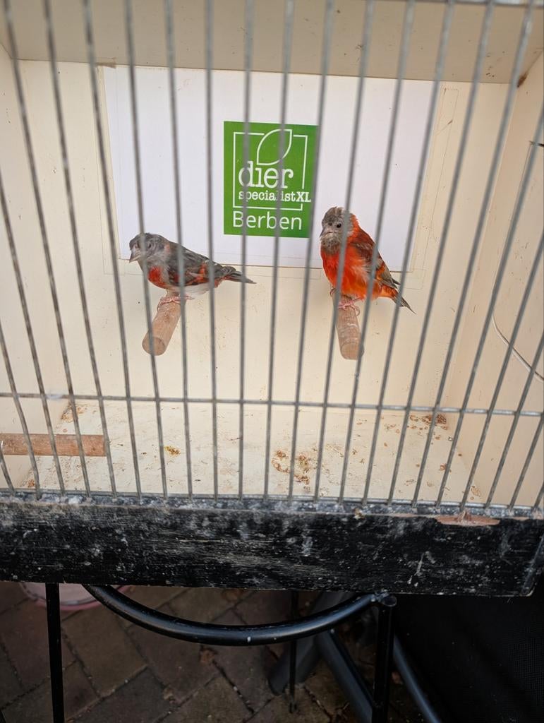 Koppels kapoetsensijsjes, Meerdere dieren