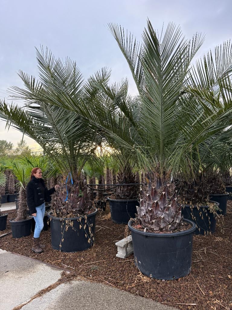 Jubaea chilensis - Chileense wijnpalm met 100 cm stamhoogte, Tuin en Terras, Ophalen of Verzenden, 250 tot 400 cm, Zomer, Palmboom