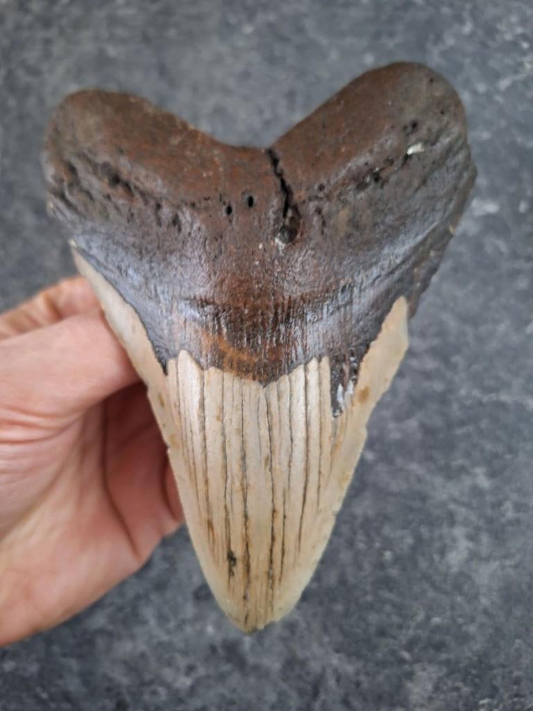 MEGALODON TAND USA	265	gr	14.1x10.2x2.1cm cheap 14plus CM!!!, Ophalen of Verzenden, Fossiel