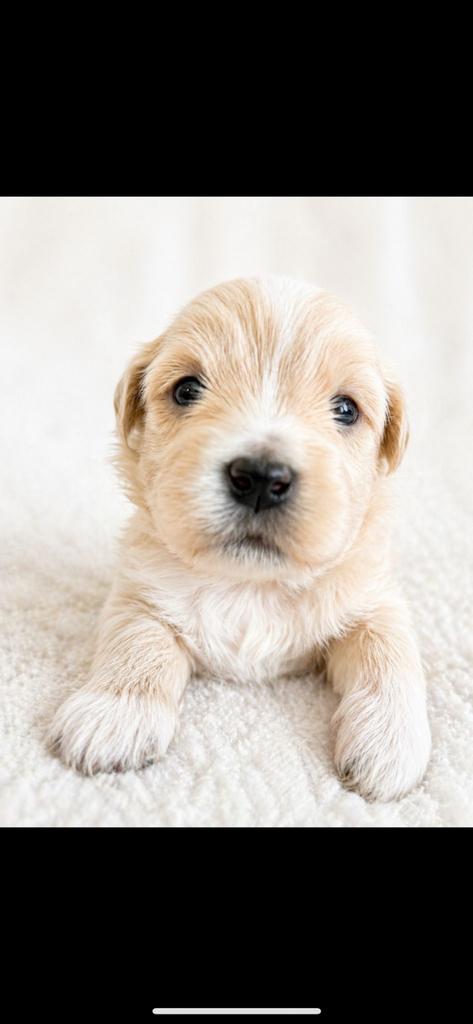 Lieve Maltipoo pups, Dieren en Toebehoren, Honden | Chihuahua's en Gezelschapshonden, Parvo, 8 tot 15 weken, Meerdere, Nederland