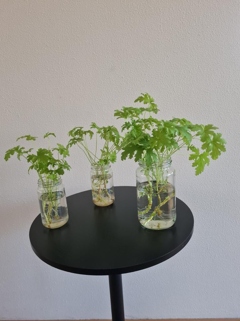 Citroengeranium stekjes, Ophalen