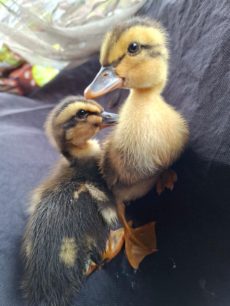 eendenkuikens van de franse rouaaneend, Dieren en Toebehoren, Pluimvee, Meerdere dieren, Eend