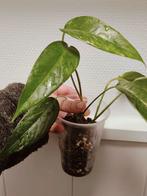 Epipremnum pinnatum albo, Ophalen of Verzenden, Halfschaduw, Minder dan 100 cm